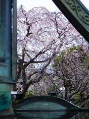 本覚寺の垂れ桜
