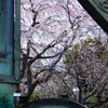 本覚寺の垂れ桜