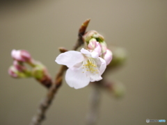 玉縄桜