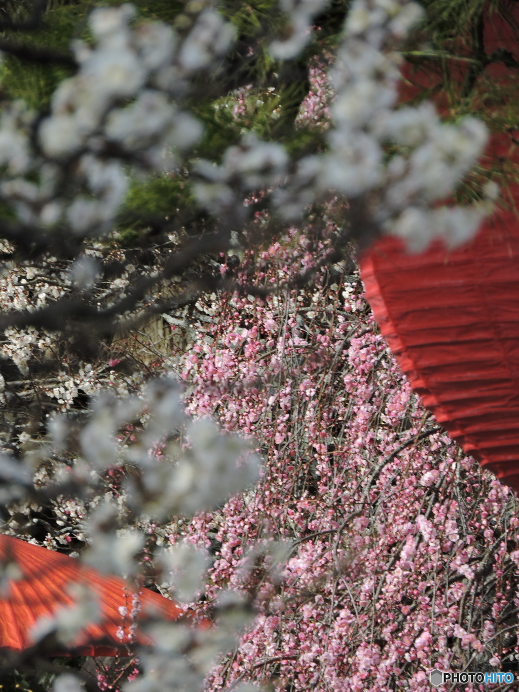 うめ　いろいろ