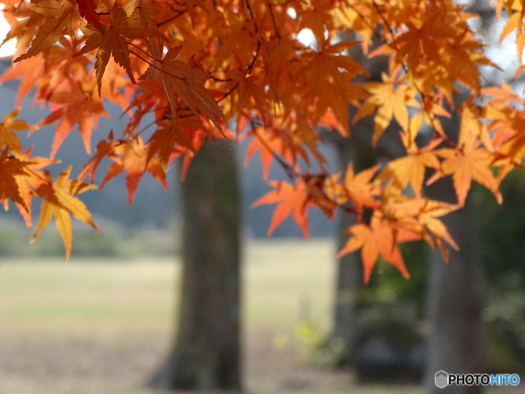 相模原の紅葉