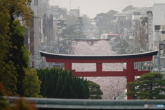 花曇り｡｡｡段葛の風景