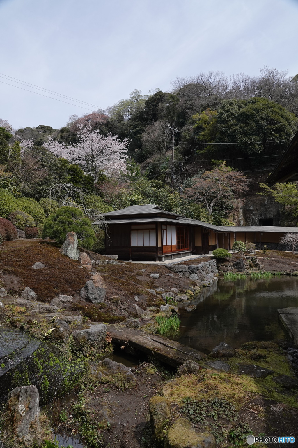 さくらのある庭園