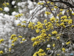 山茱萸