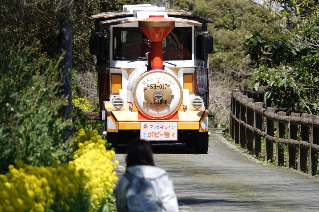 菜の花と汽車