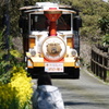 菜の花と汽車