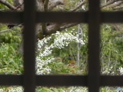 格子