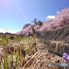 春がきた