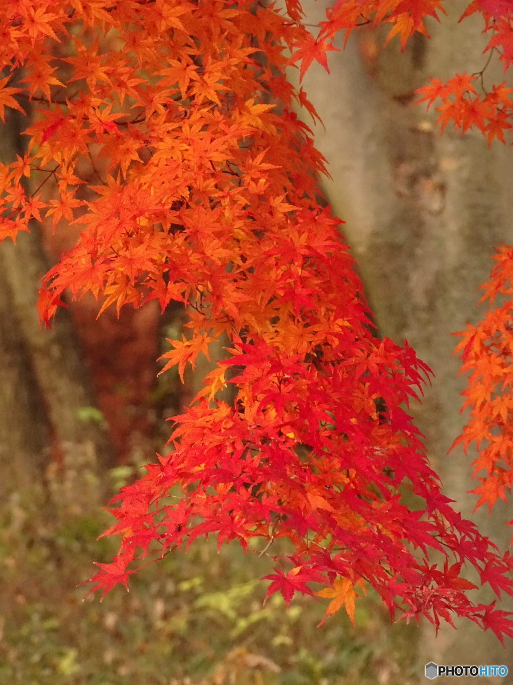 相模原の紅葉