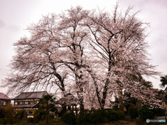住宅地の垂れ桜