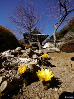 福寿草