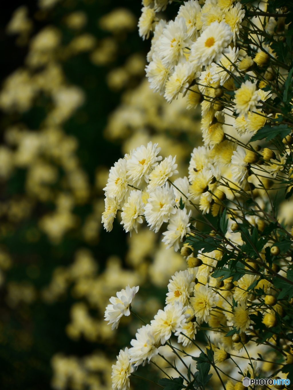 菊