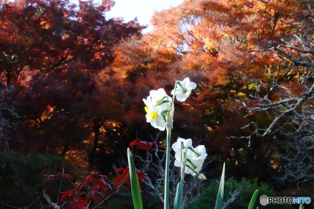 水仙と紅葉