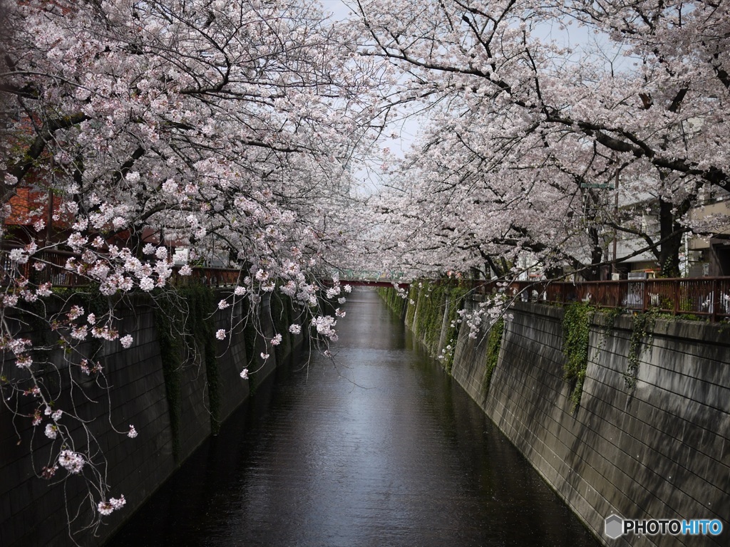 さくらのある風景