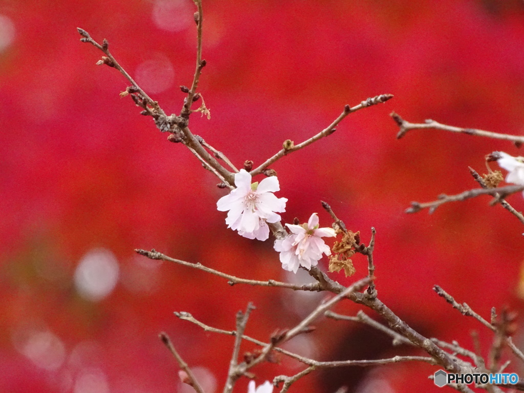 十月桜