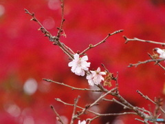 十月桜