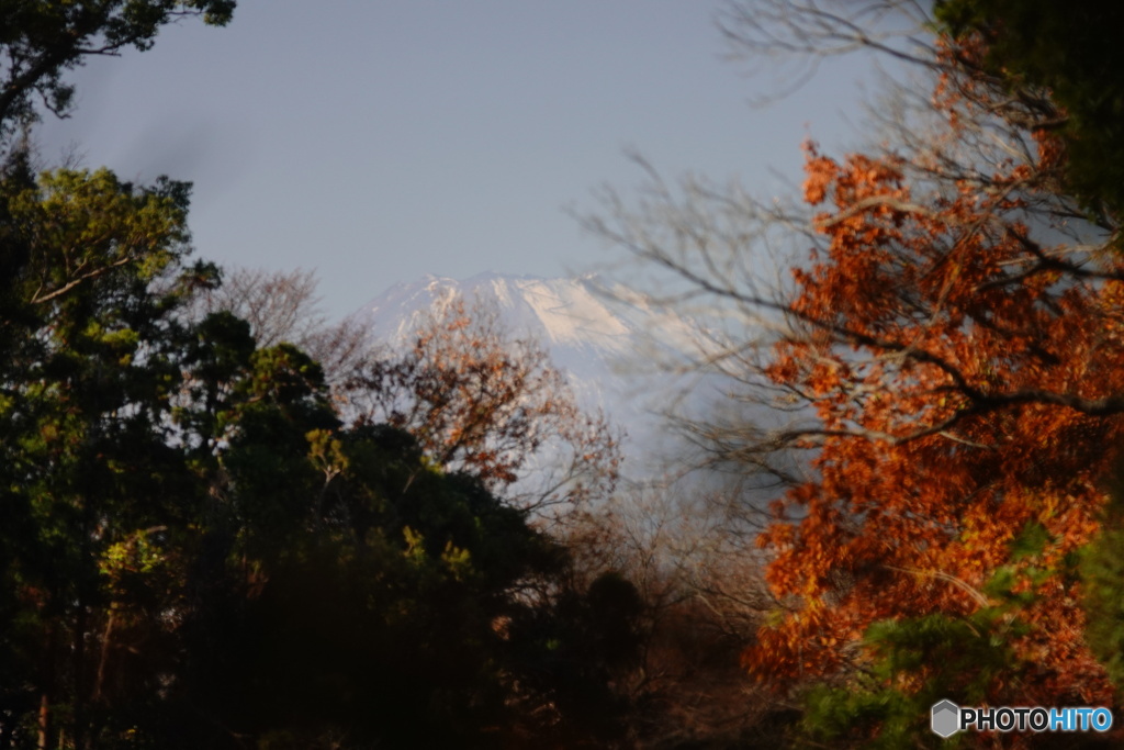 富士山｡｡｡瑞泉寺より