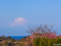 三浦海岸さくらまつり