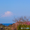 三浦海岸さくらまつり
