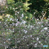 十月桜