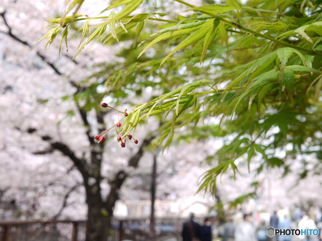 あおもみじのある風景