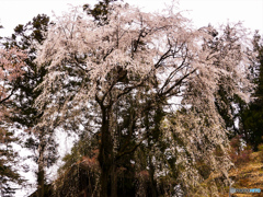 お寺の垂れ桜