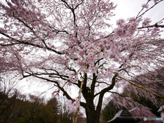 一本桜