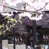 玉縄桜