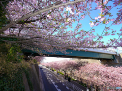 三浦海岸さくらまつり