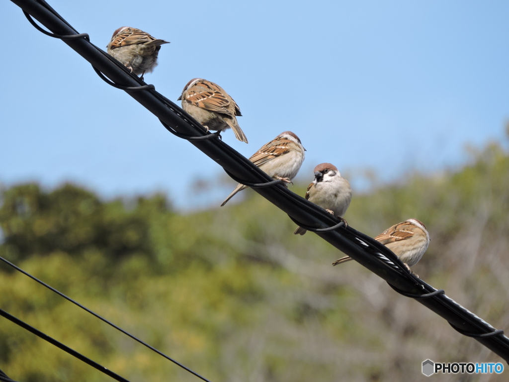 ふっくらすずめ