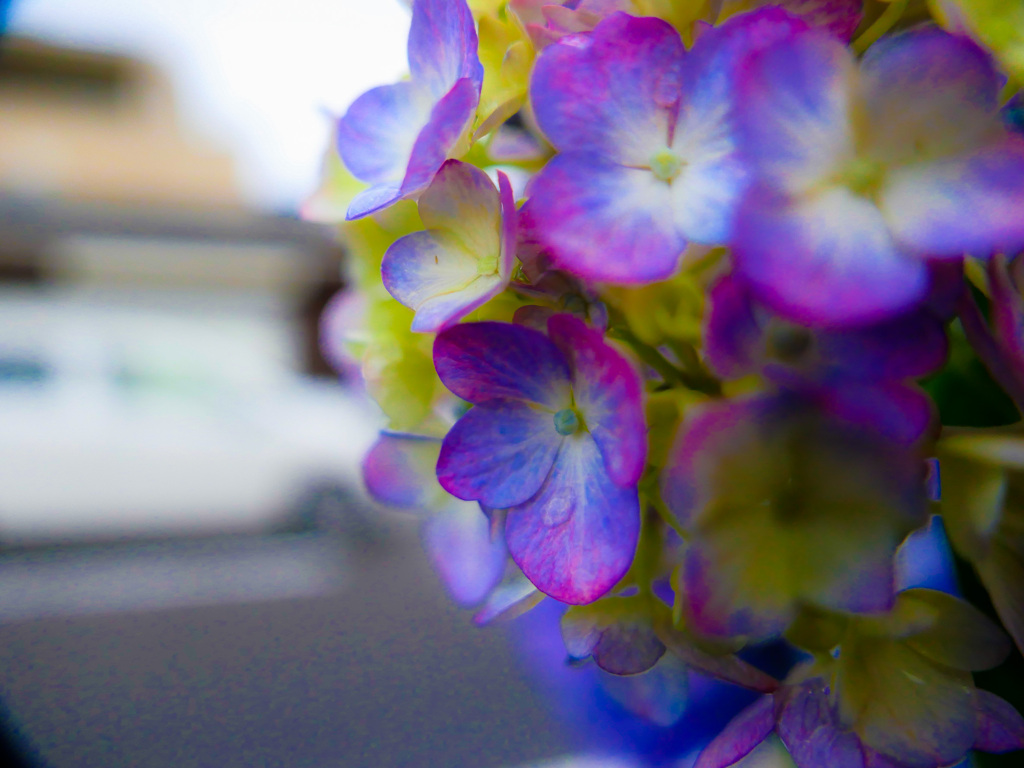 梅雨の良いところ