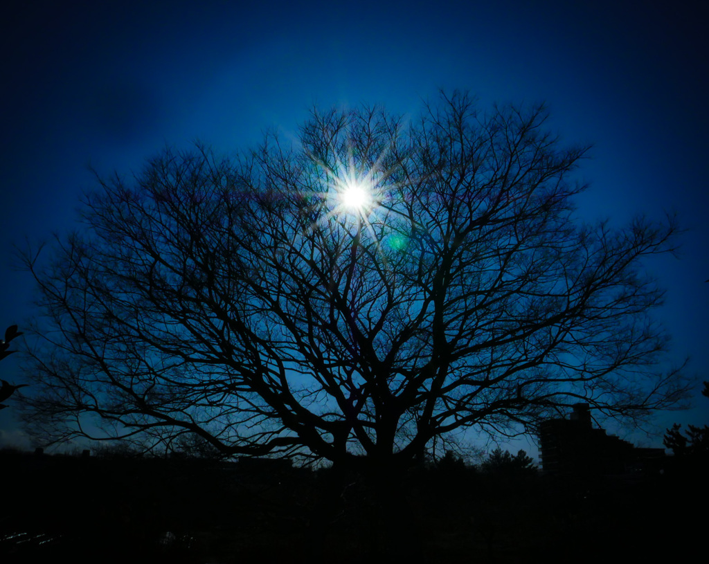 春を呼ぶ陽射し