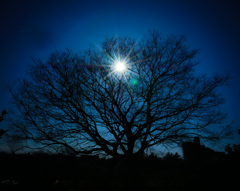 春を呼ぶ陽射し