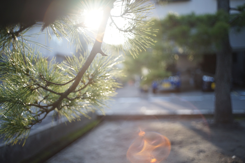 春のヒカリを松が、あびる