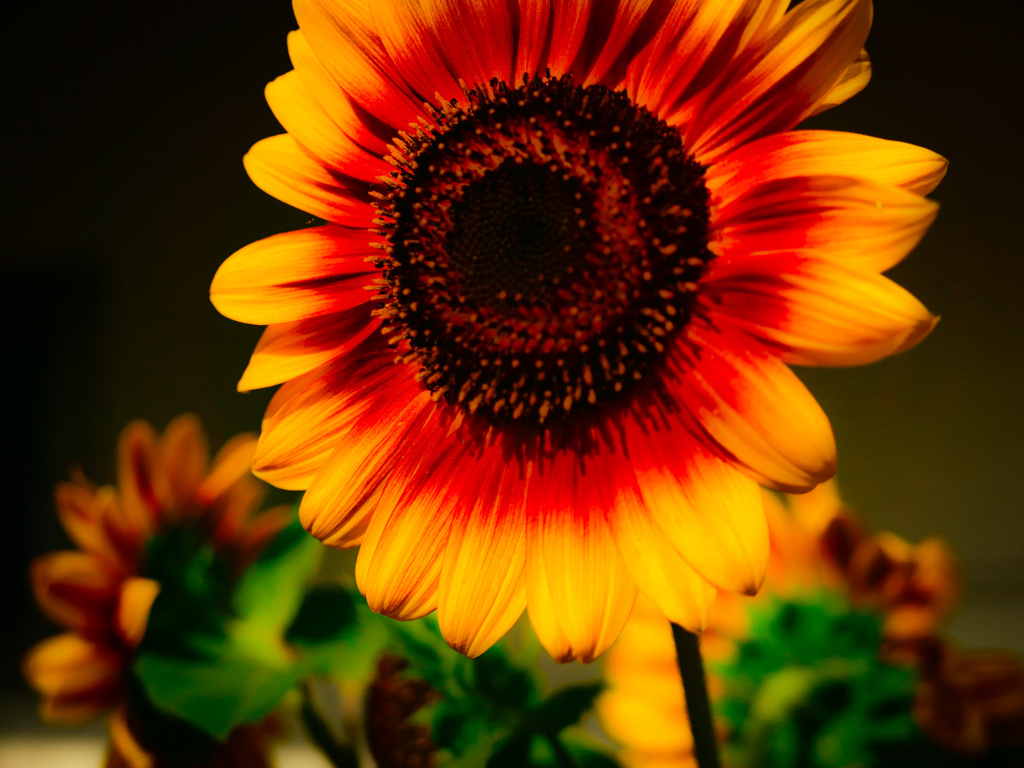 夏のはじまり。