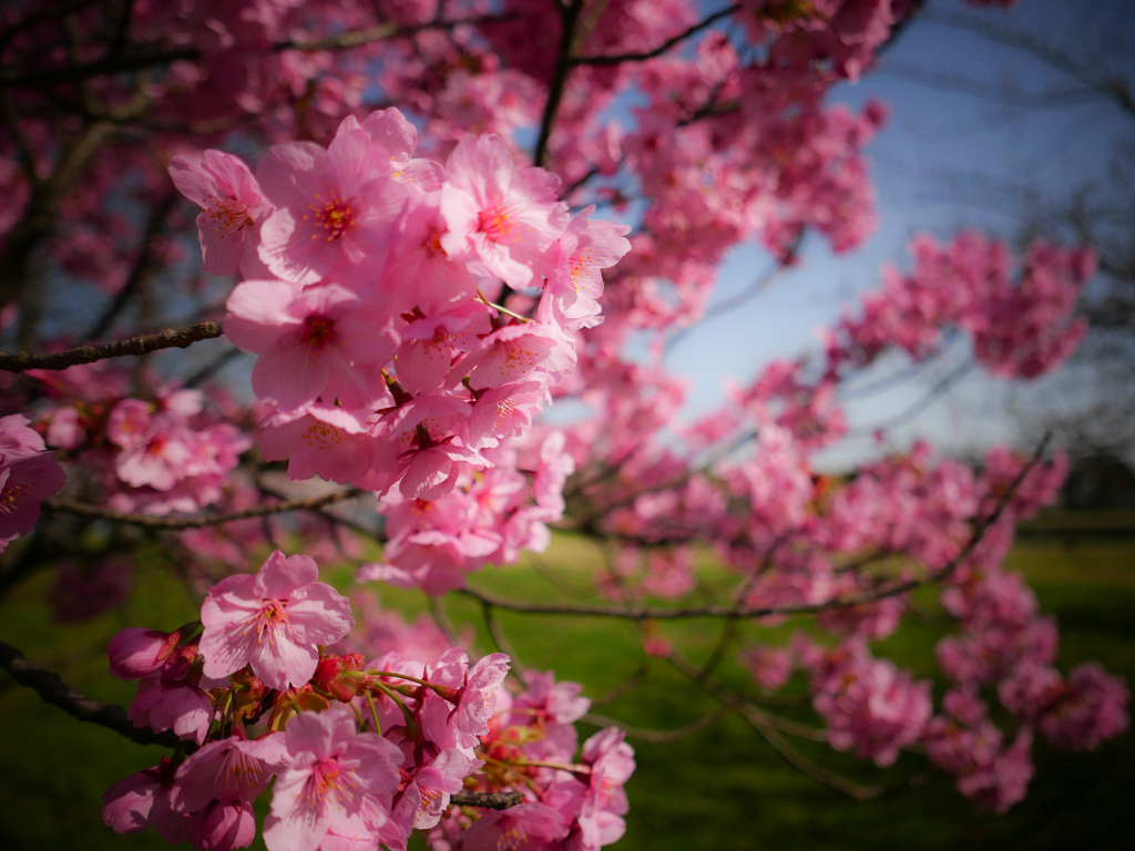 松前早咲きの色が綺麗