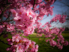 松前早咲きの色が綺麗