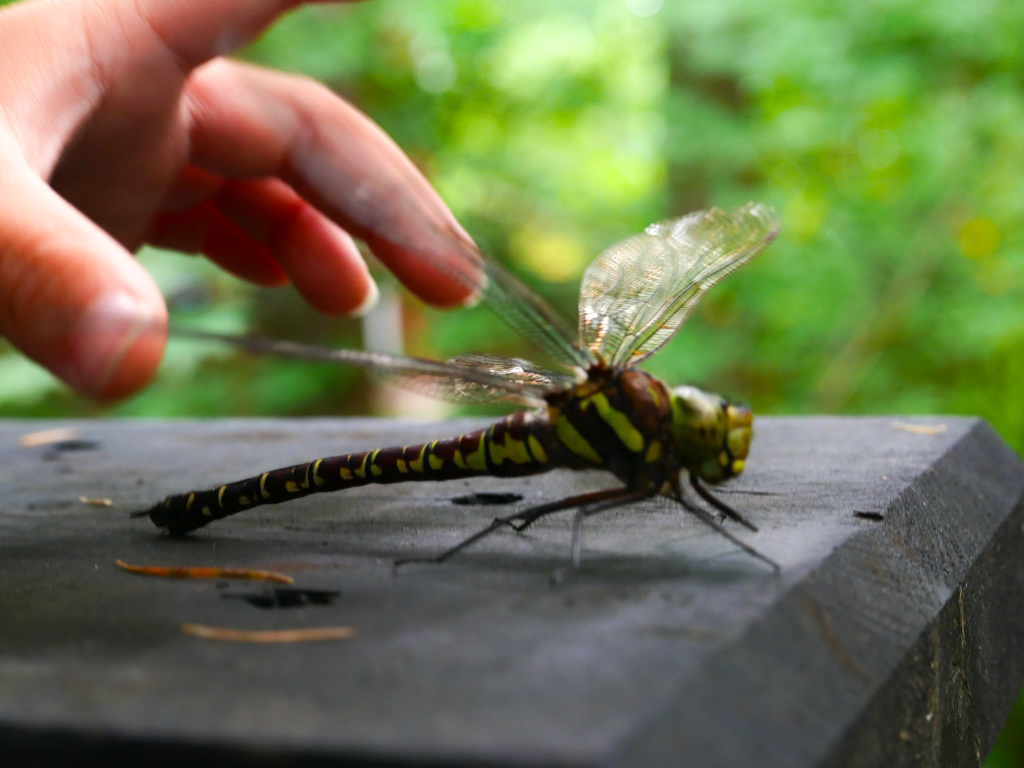 大自然に触れる