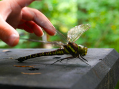 大自然に触れる