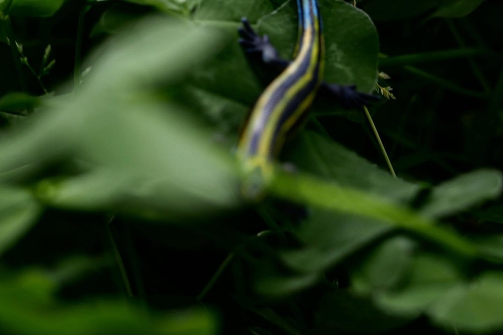 リアルニホントカゲ　アクリル絵具