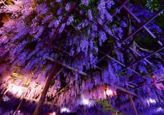 藤の花