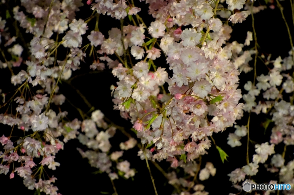 しだれ桜【夜】