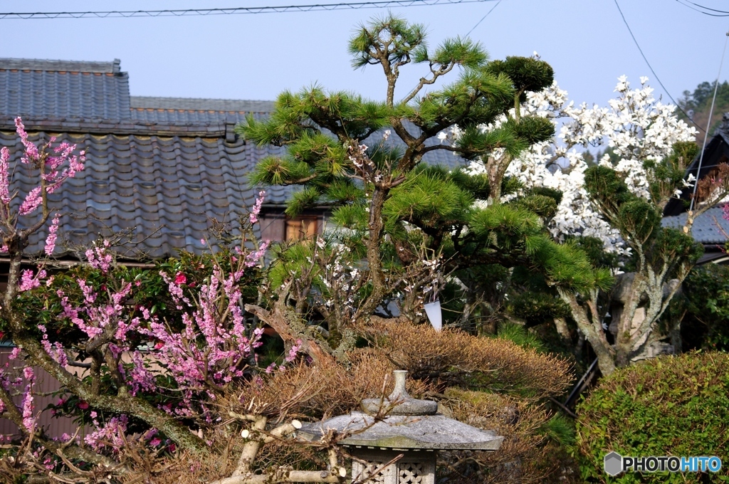 花木のある家　4