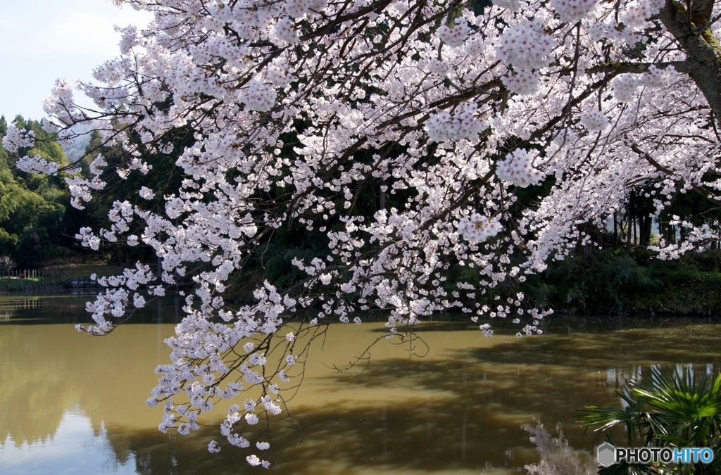 我が家近くの桜３