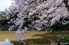 我が家近くの桜３