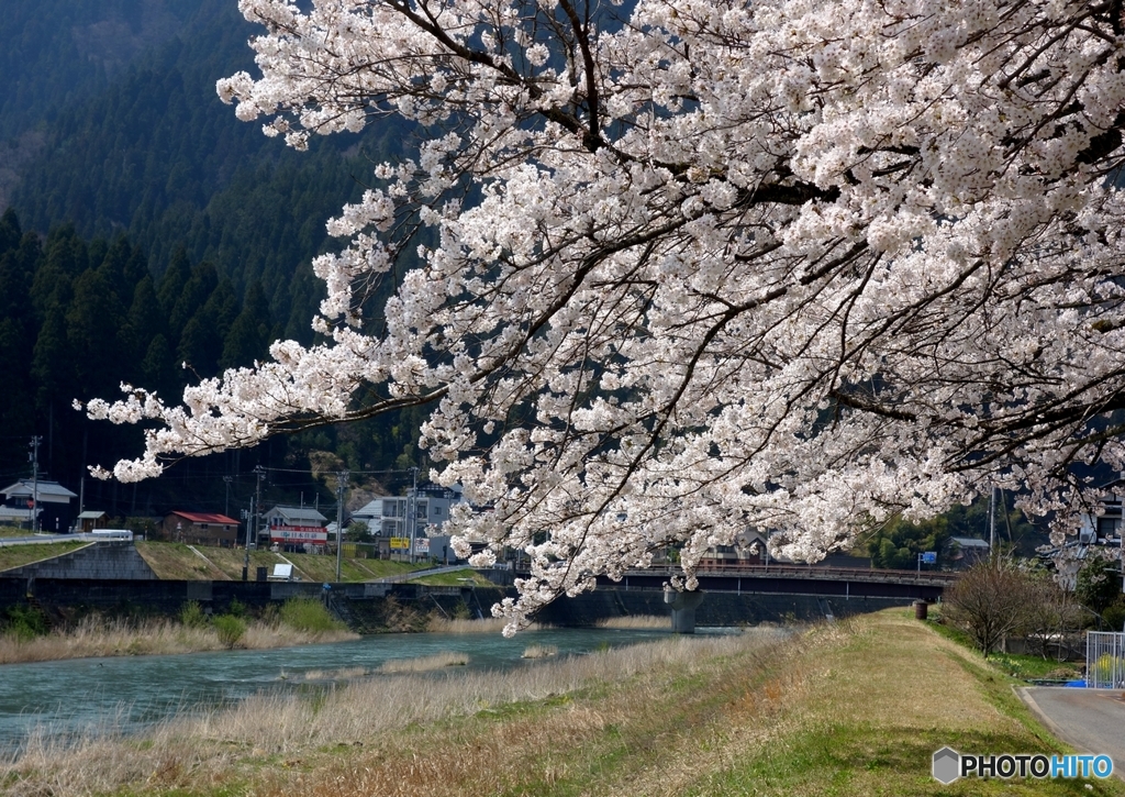 職場近くで花見１