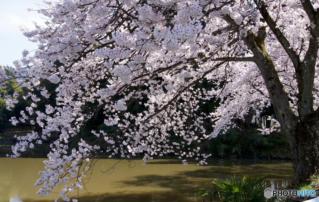 我が家近くの桜１