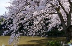 我が家近くの桜１