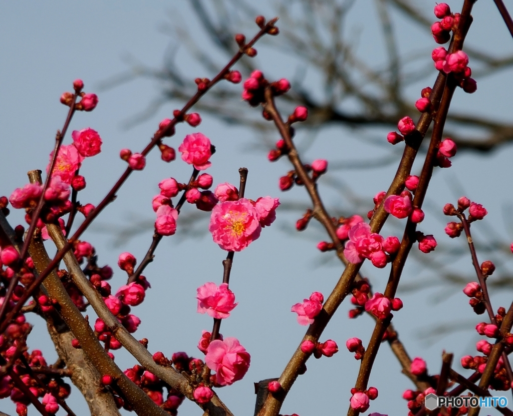 花桃