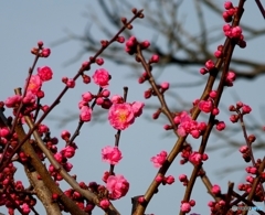 花桃